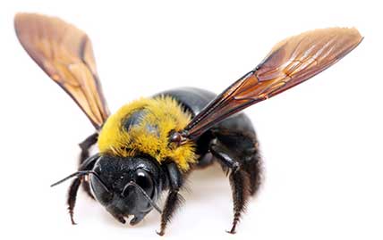 Bee And Wasp Removal