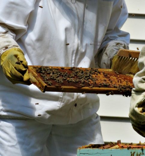 Bee Removal Melbourne