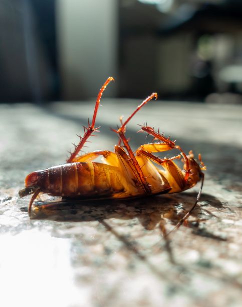Choice Cockroach Control Melbourne