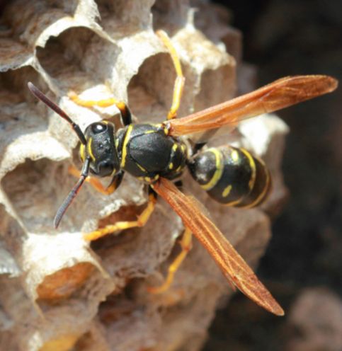 Choice Wasp Removal Perth