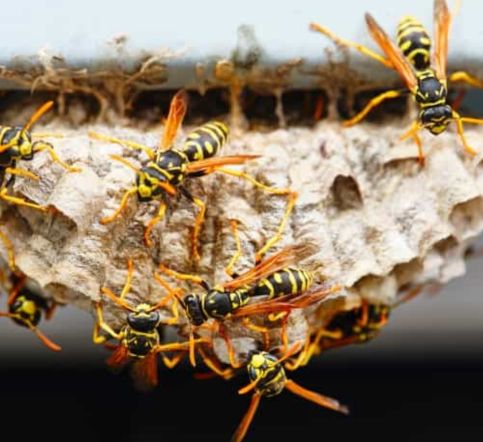choice wasp removal sydney