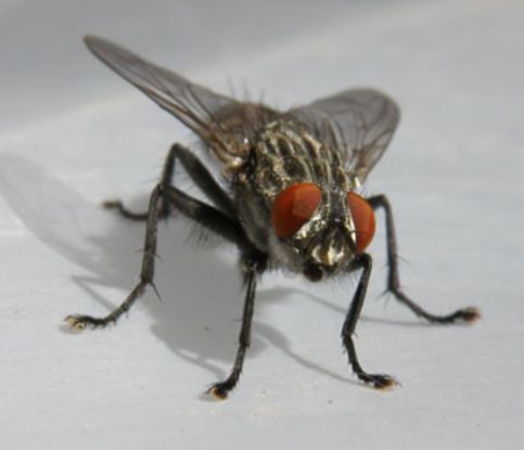 Flies Control Adelaide