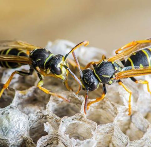 Wasp Removal Perth