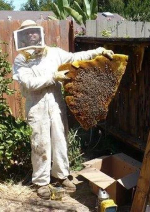 Bee Removal Perth