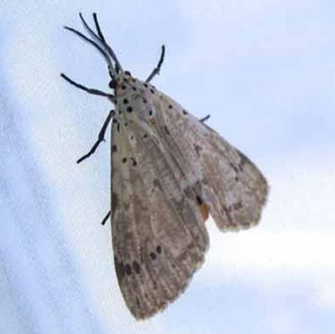 Choice Moth Control Melbourne