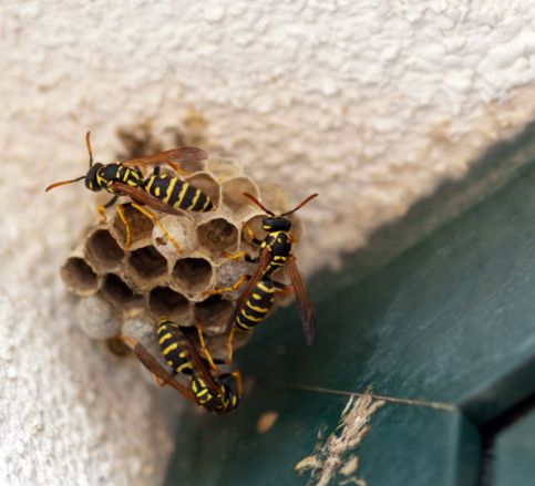 Wasp Removal Melbourne