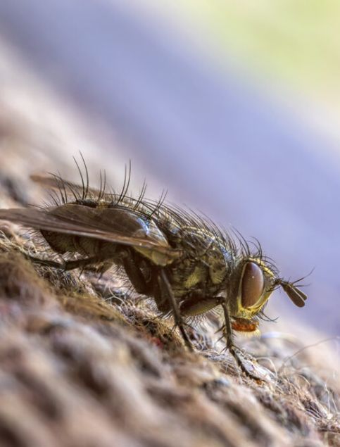 Flies Control Canberra