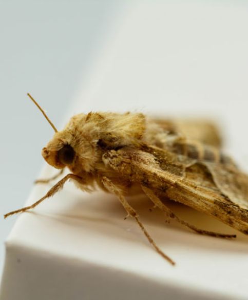 Moth Control Adelaide