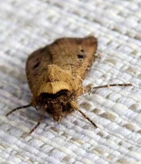 Moth Control Canberra