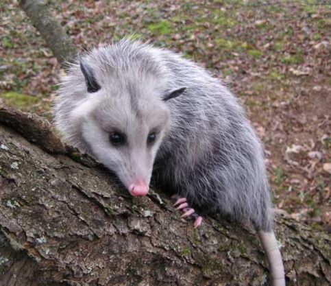 Possum Removal Adelaide