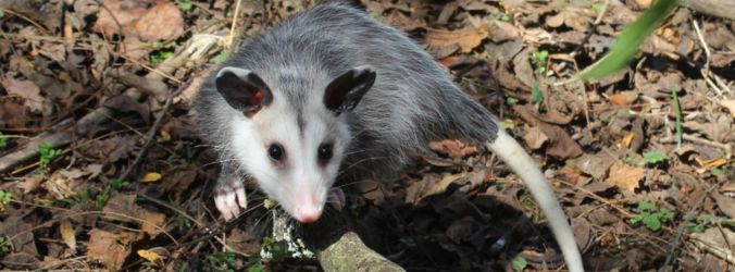 Possum Removal Hobart