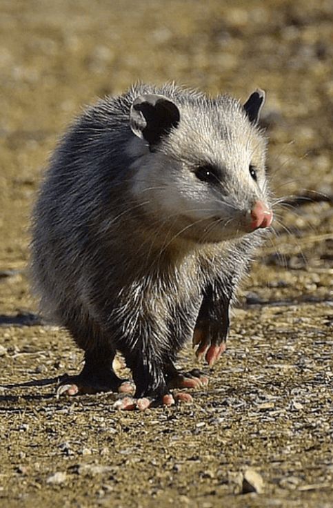 Possum Removal Melbourne