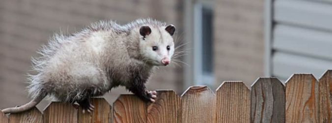 Possum Removal Perth