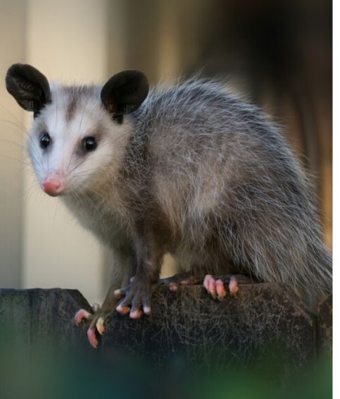 Possum Removal Sydney