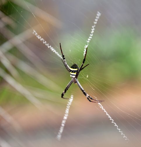 Spider Control Brisbane