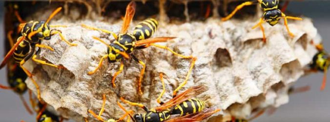 Wasp Removal Hobart