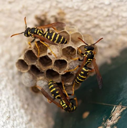 Choice Wasp Removal Melbourne