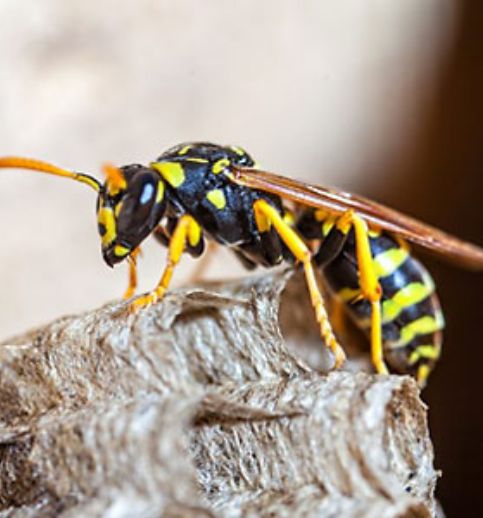 wasp removal sydney