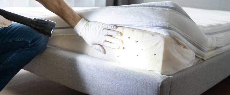 Bed Bugs Control