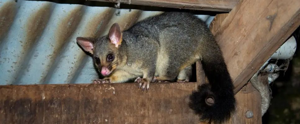 Possum Removal