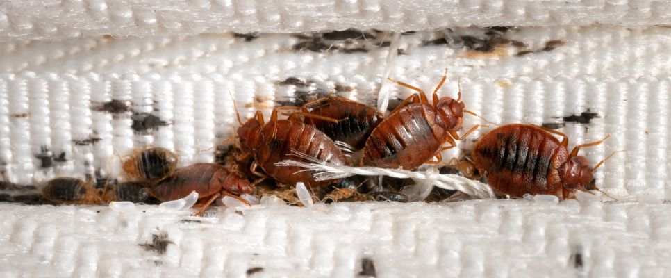 Same Day Bed Bugs Control