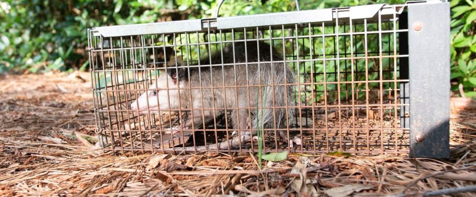 Same Day Possum Removal