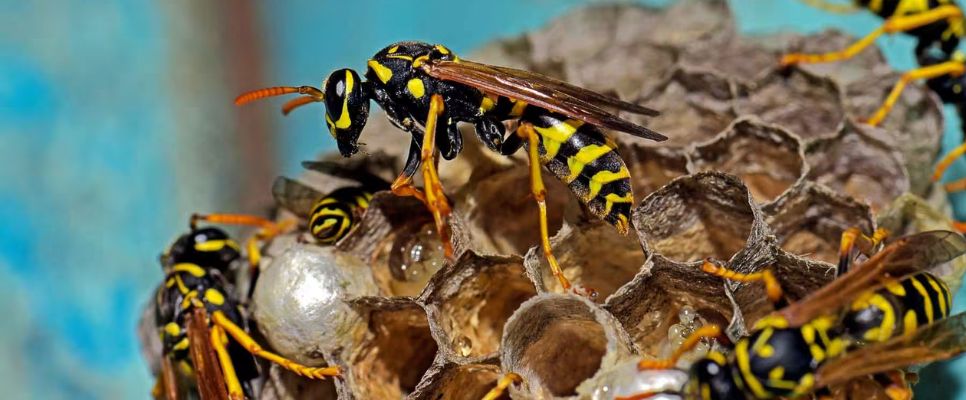 Same Day Wasp Removal