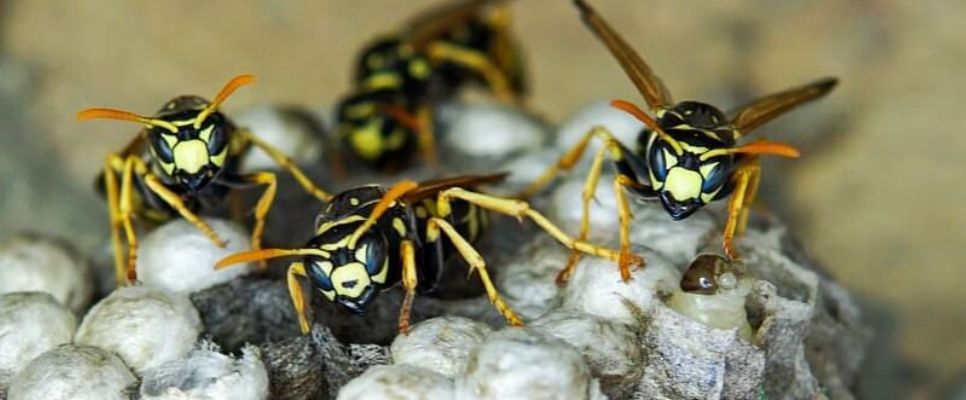 Wasp Removal