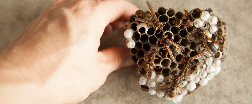 Wasp Nest Removal